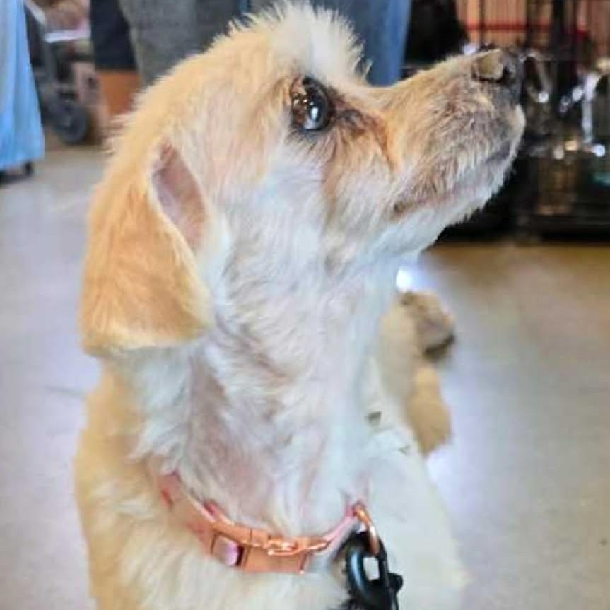 Enlarge CASSIE , a ADOPTABLE Maltese in Marana, AZ image 3/5