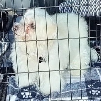 Enlarge CASSIE , a ADOPTABLE Maltese in Marana, AZ image 2/2