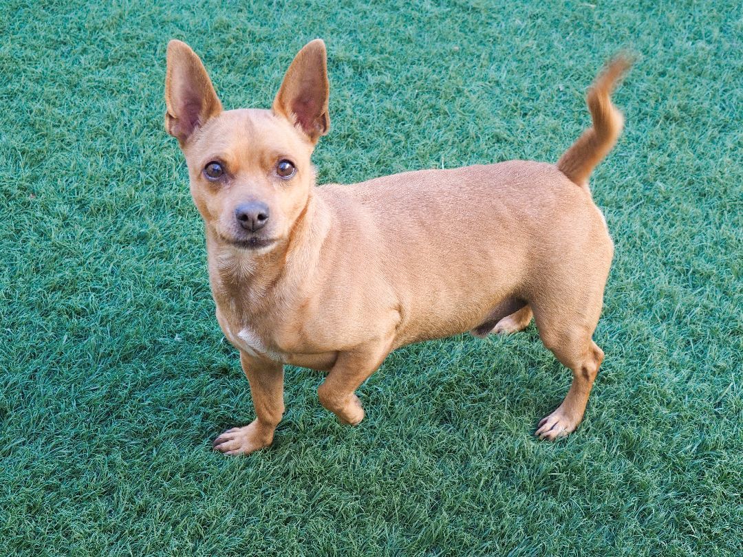 Enlarge Utah, a Adoptable mixed breed in PHOENIX, AZ image 5/6