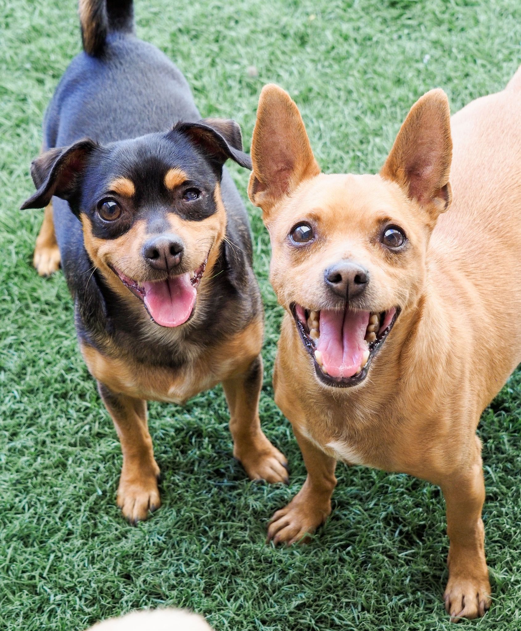 Enlarge Utah, a Adoptable mixed breed in PHOENIX, AZ image 3/6