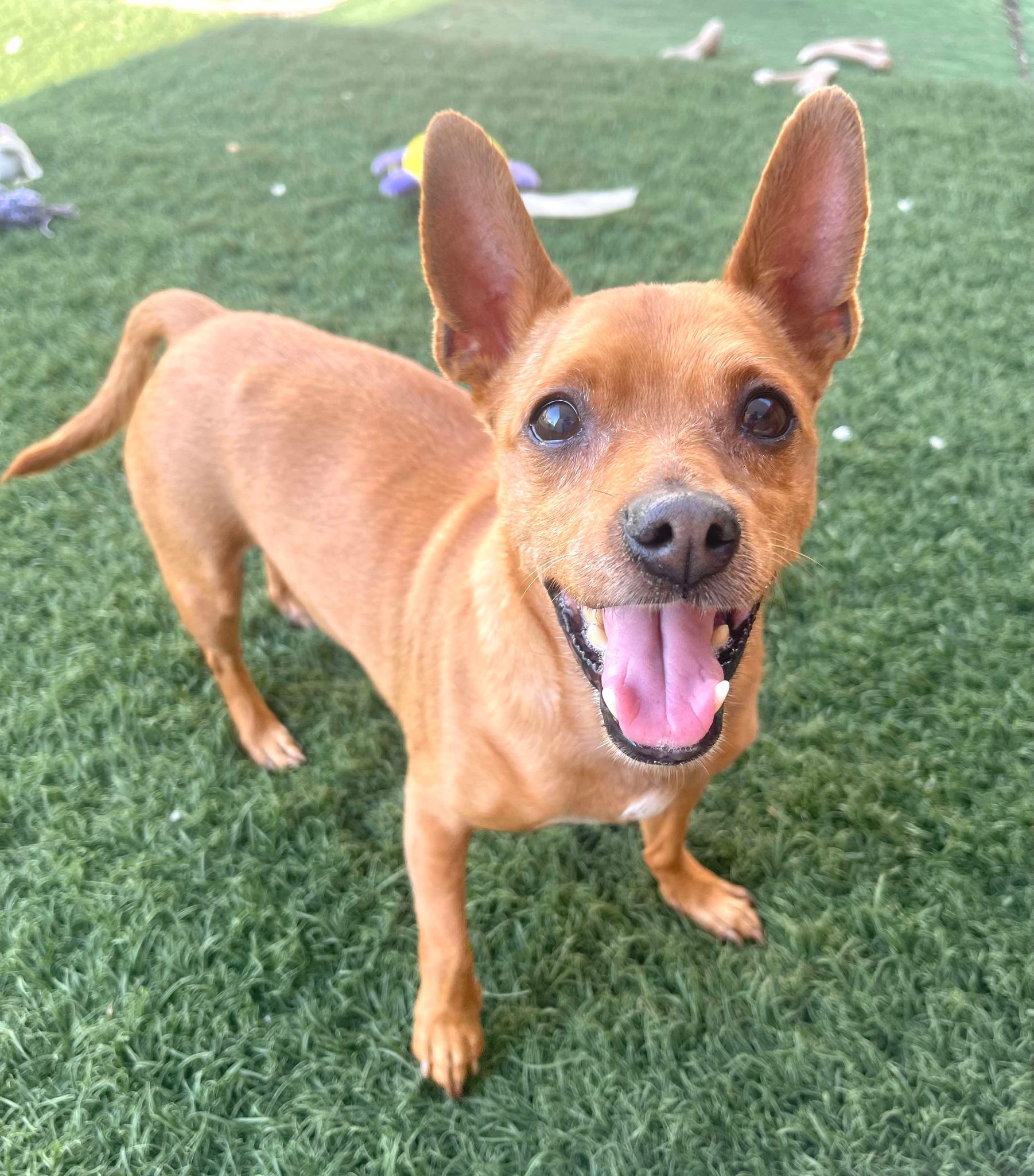 Utah, Adoptable, Senior Male Miniature Pinscher & Chihuahua.
