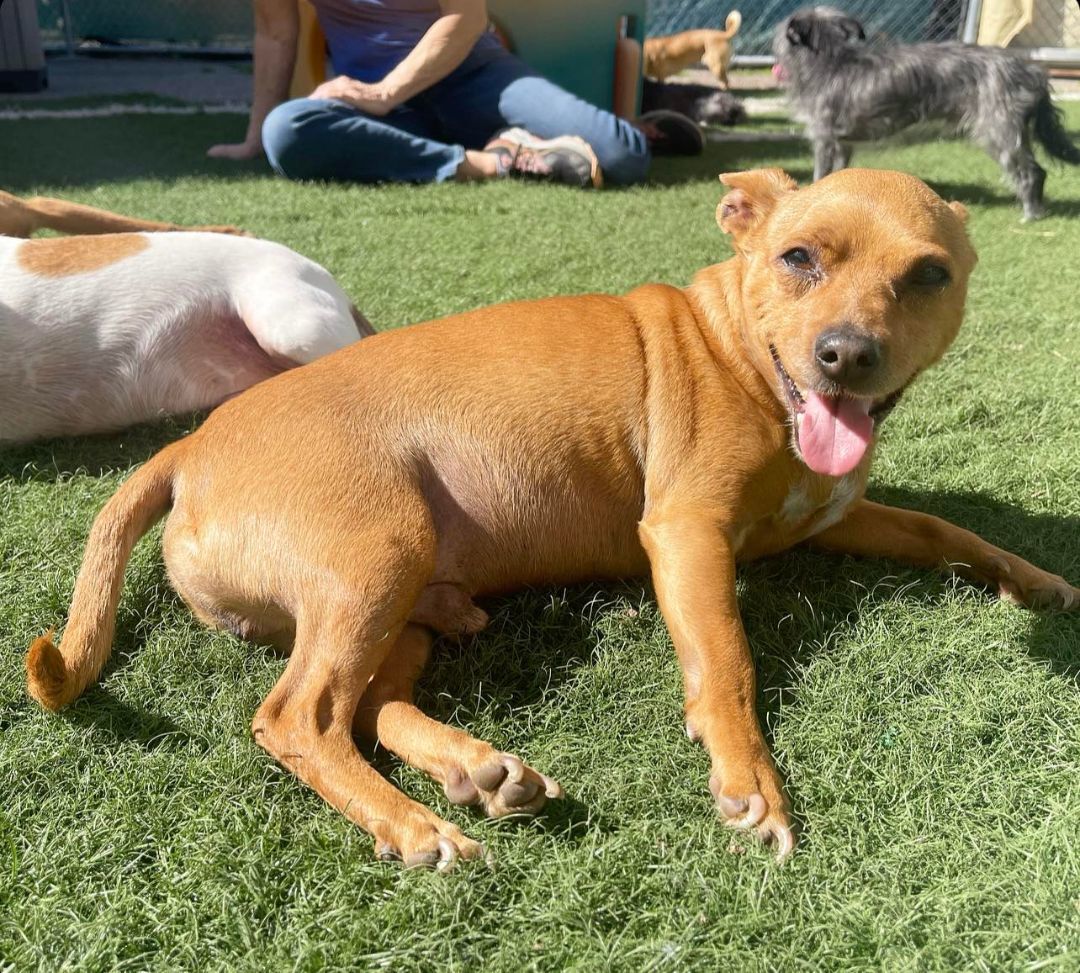 Enlarge Utah, a Adoptable mixed breed in PHOENIX, AZ image 6/6