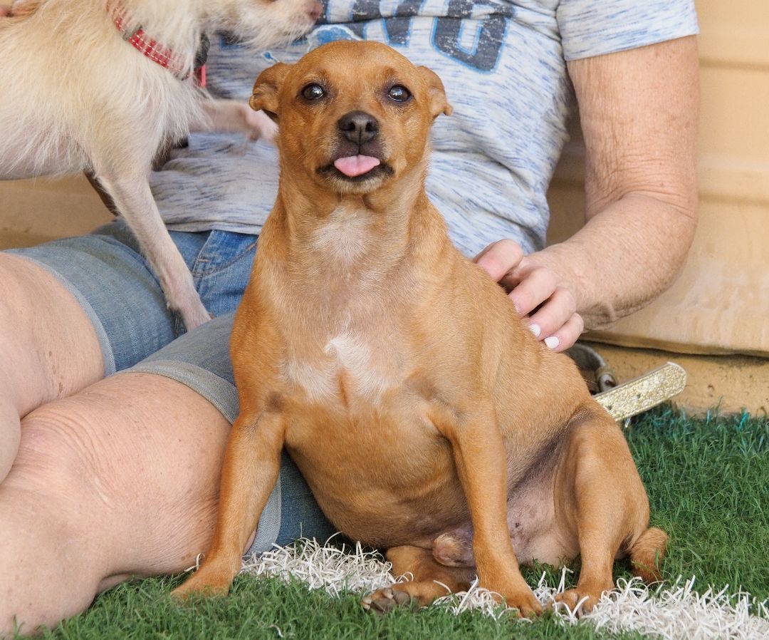 Enlarge Utah, a Adoptable mixed breed in PHOENIX, AZ image 2/6