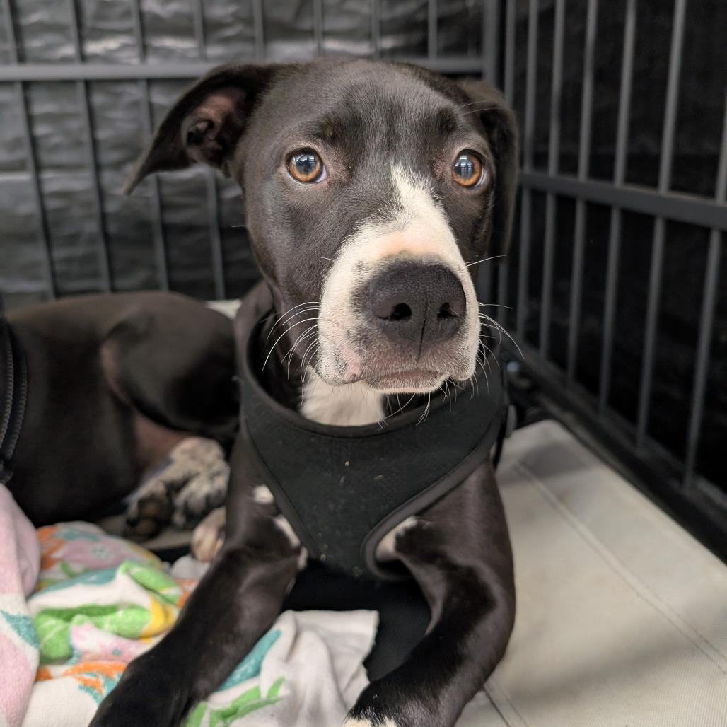 Enlarge Mater & Sally, a Adoptable mixed breed in Lenoir, NC image 2/4
