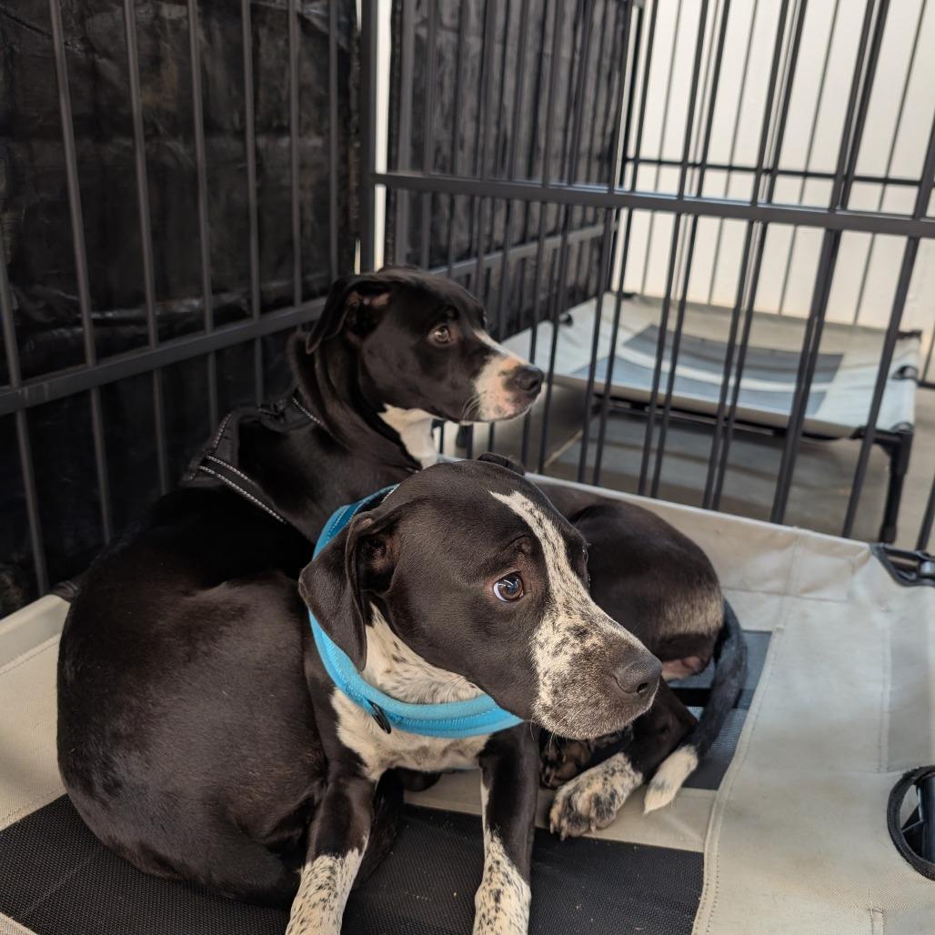Enlarge Mater & Sally, a Adoptable mixed breed in Lenoir, NC image 3/6