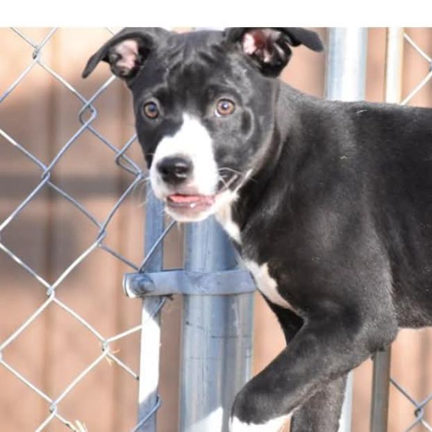 Mater(Cars Litter), a Adoptable mixed breed in Lenoir, NC image 1/3