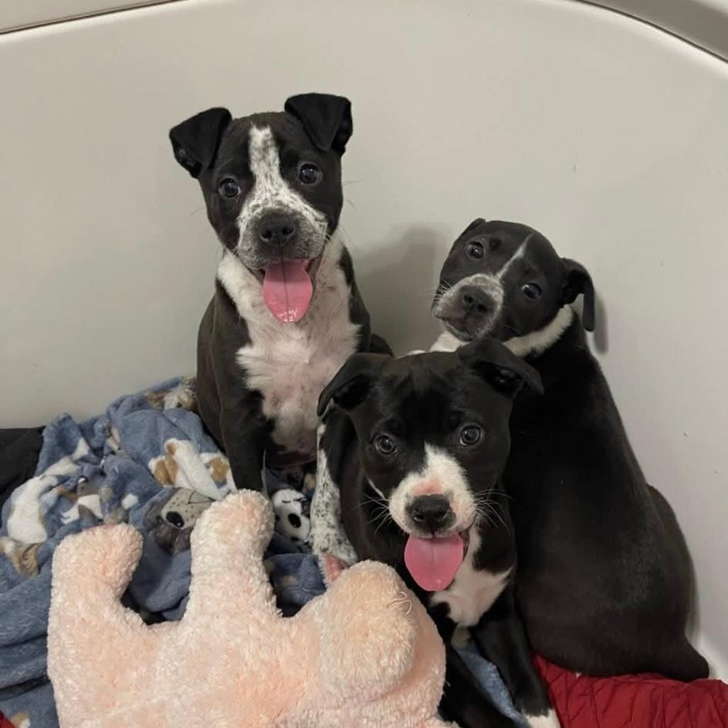 Mater(Cars Litter), a Adoptable mixed breed in Lenoir, NC image 2/3