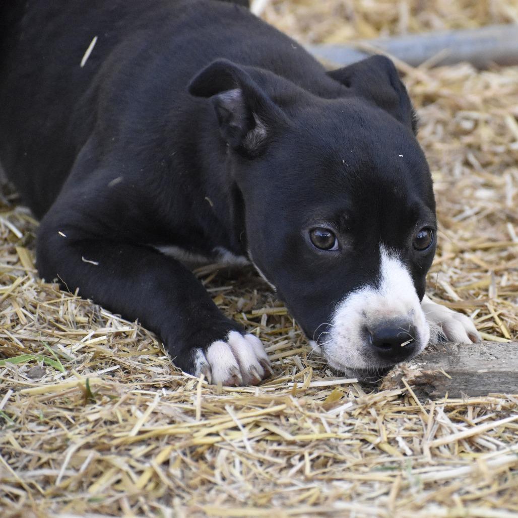 Mater(Cars Litter), a Adoptable mixed breed in Lenoir, NC image 3/3