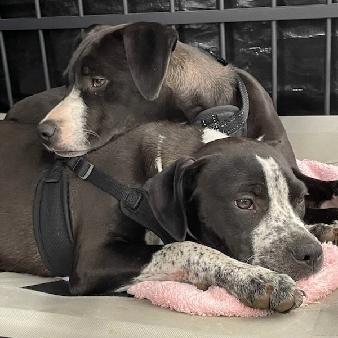 Enlarge Mater & Sally, a Adoptable mixed breed in Lenoir, NC image 4/4