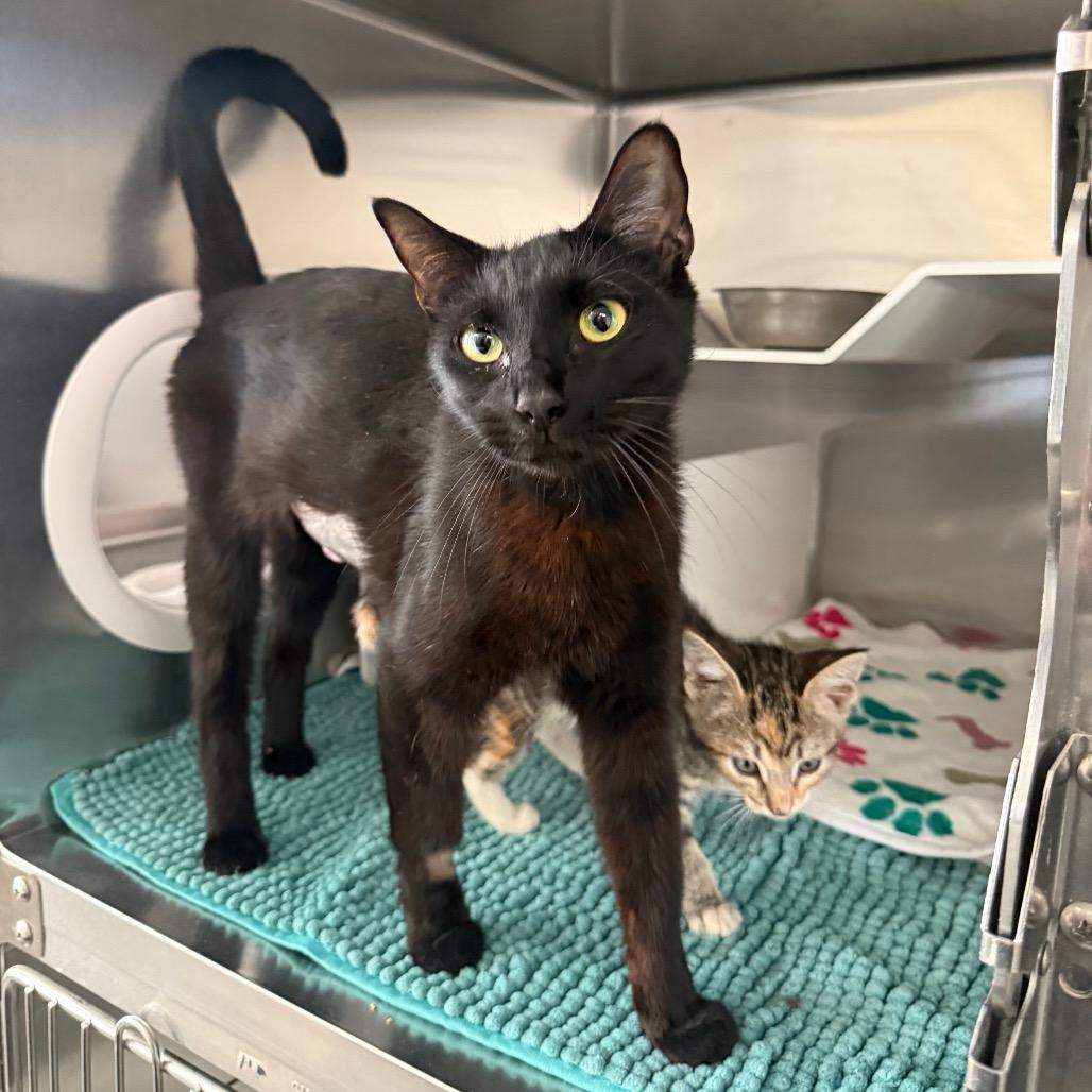 Enlarge Mama Erica, a Adoptable Domestic Short Hair in Spokane, WA image 1/1