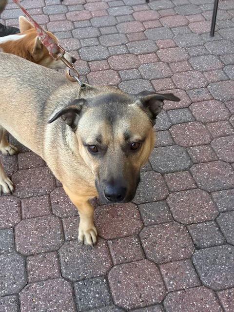 Enlarge Subway, a Adoptable mixed breed in Petaluma, CA image 1/3