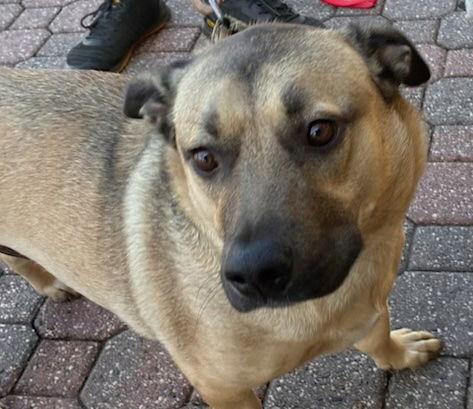 Enlarge Subway, a Adoptable mixed breed in Petaluma, CA image 2/3