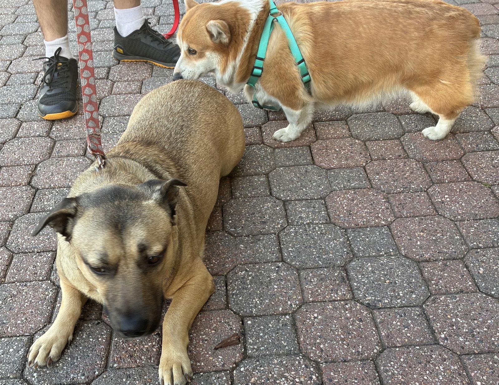 Enlarge Subway, a Adoptable mixed breed in Petaluma, CA image 3/3
