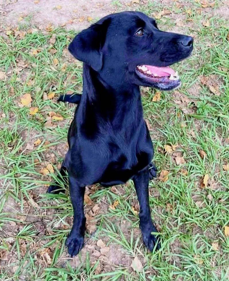 Pinky 7, a ADOPTABLE Black Labrador Retriever in Killingworth, CT image 3/6