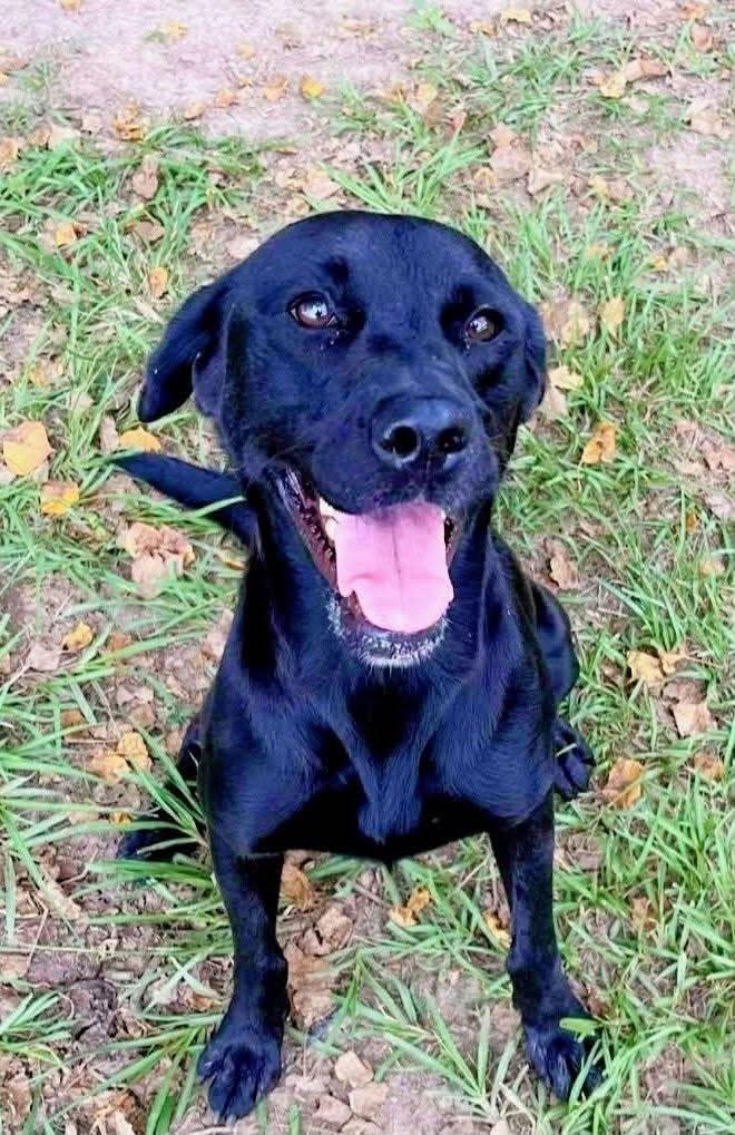 Pinky 7, ADOPTABLE, Young Female Black Labrador Retriever.
