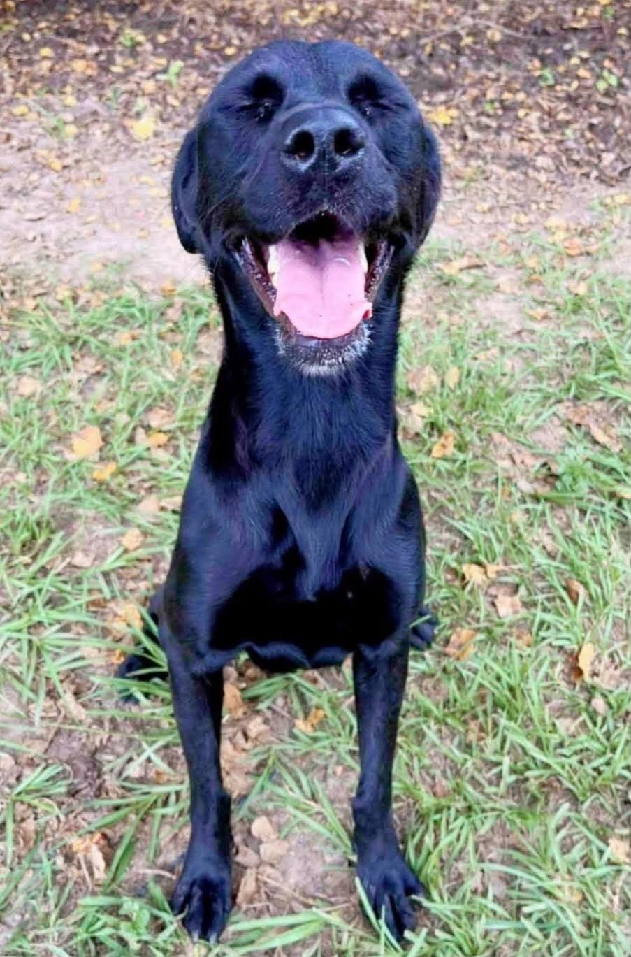 Pinky 7, a ADOPTABLE Black Labrador Retriever in Killingworth, CT image 5/6