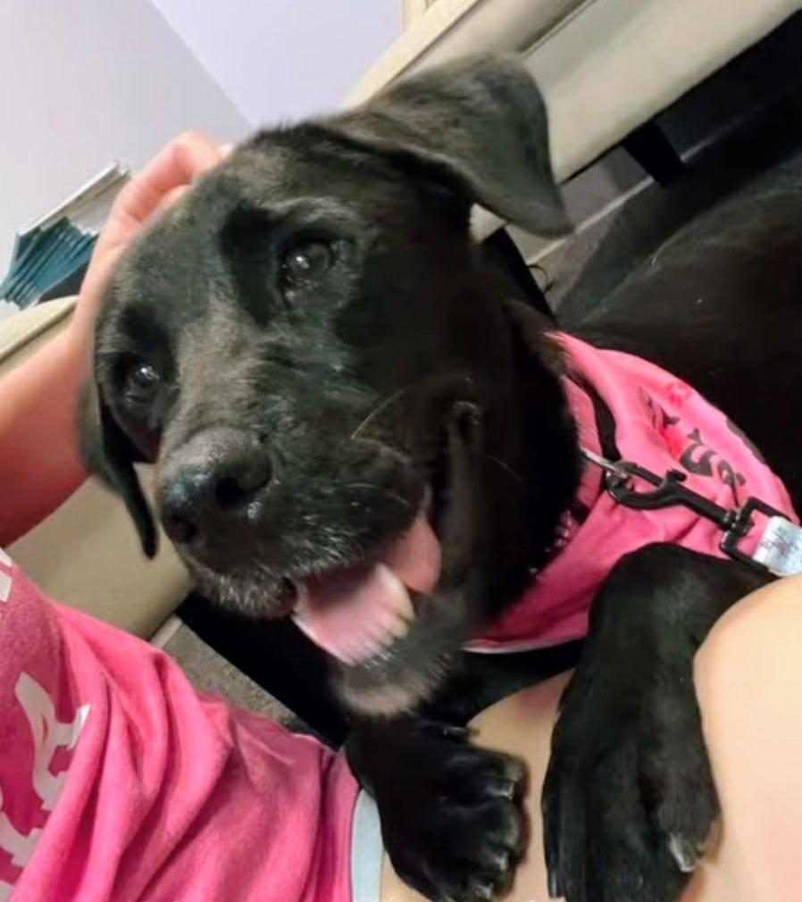 Pinky 7, a ADOPTABLE Black Labrador Retriever in Killingworth, CT image 4/6
