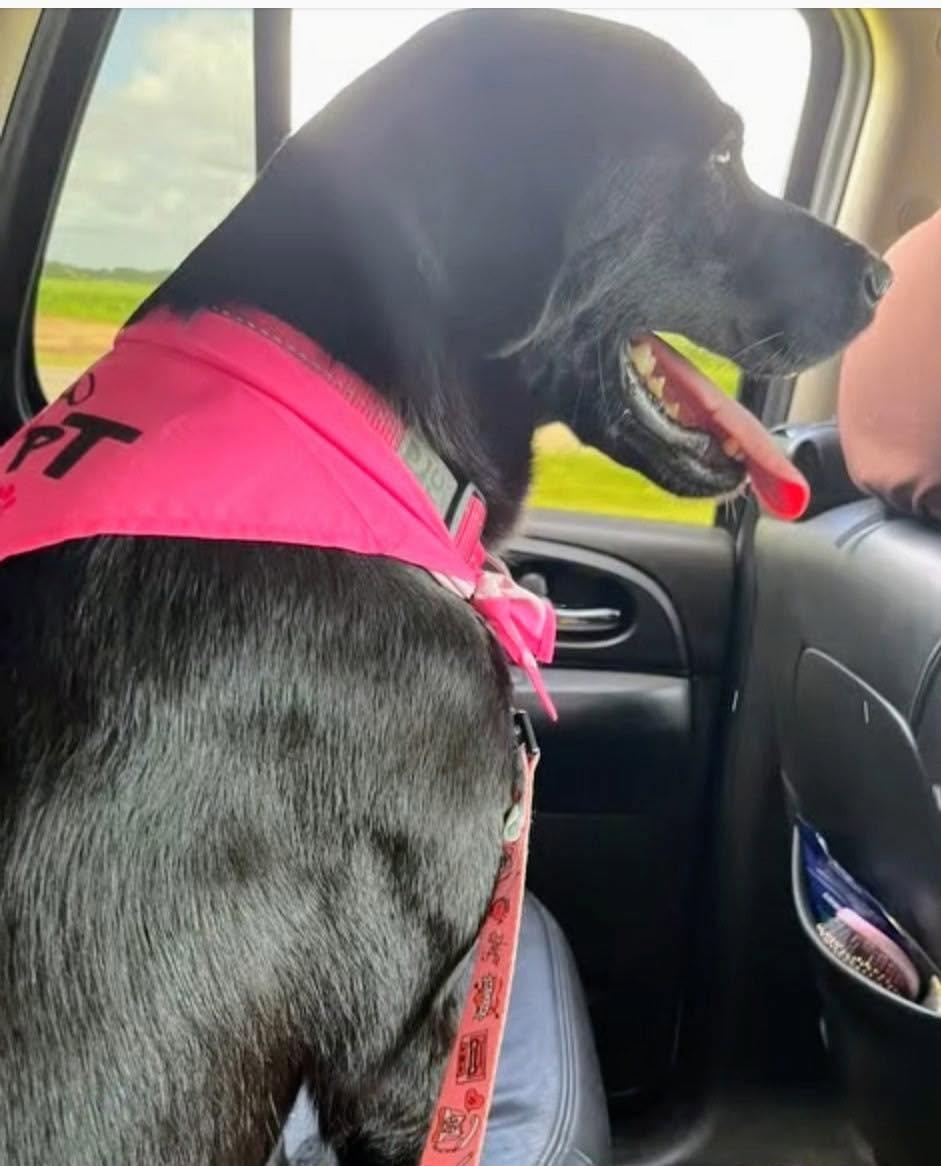 Pinky 7, a ADOPTABLE Black Labrador Retriever in Killingworth, CT image 2/6