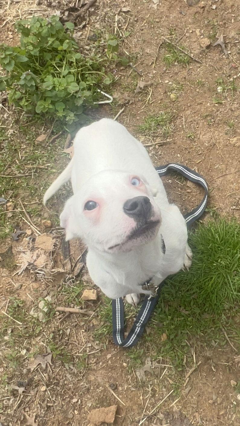Carter, a Adoptable Pit Bull Terrier in Georgetown, KY image 1/3