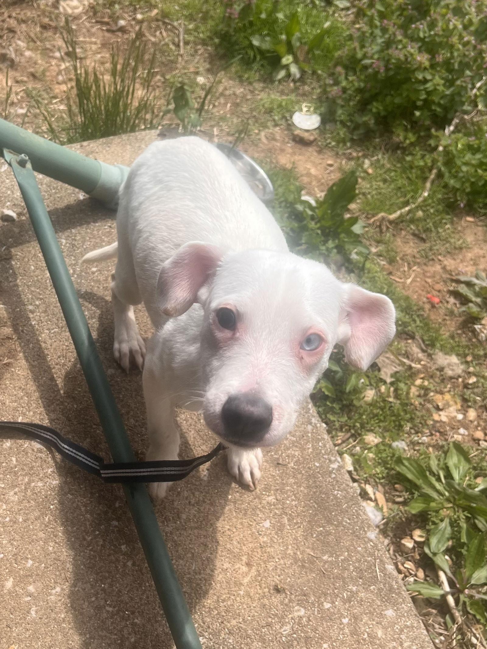 Enlarge Carter, a Adoptable Pit Bull Terrier in Georgetown, KY image 1/3