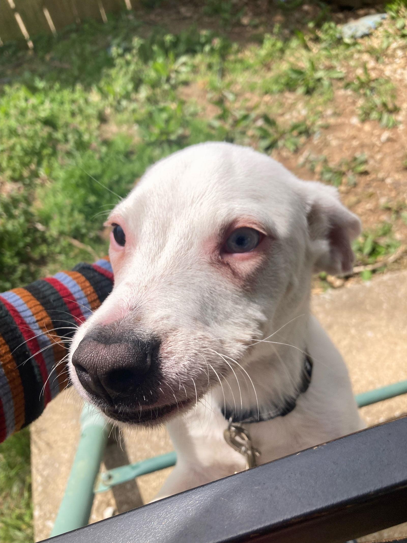 Carter, a Adoptable Pit Bull Terrier in Georgetown, KY image 3/3
