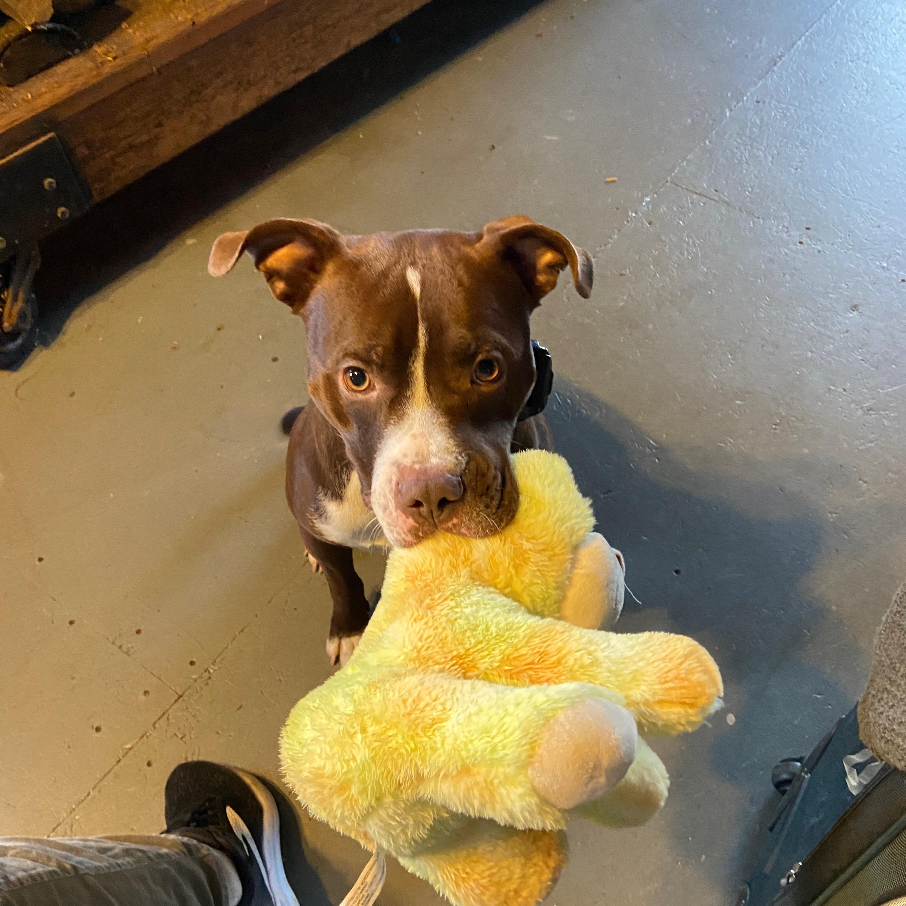 Enlarge Gupie, an adopted mixed breed in Nesquehoning, PA image 1/4