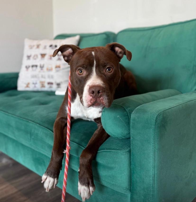 Enlarge Gupie, an adopted mixed breed in Nesquehoning, PA image 2/4