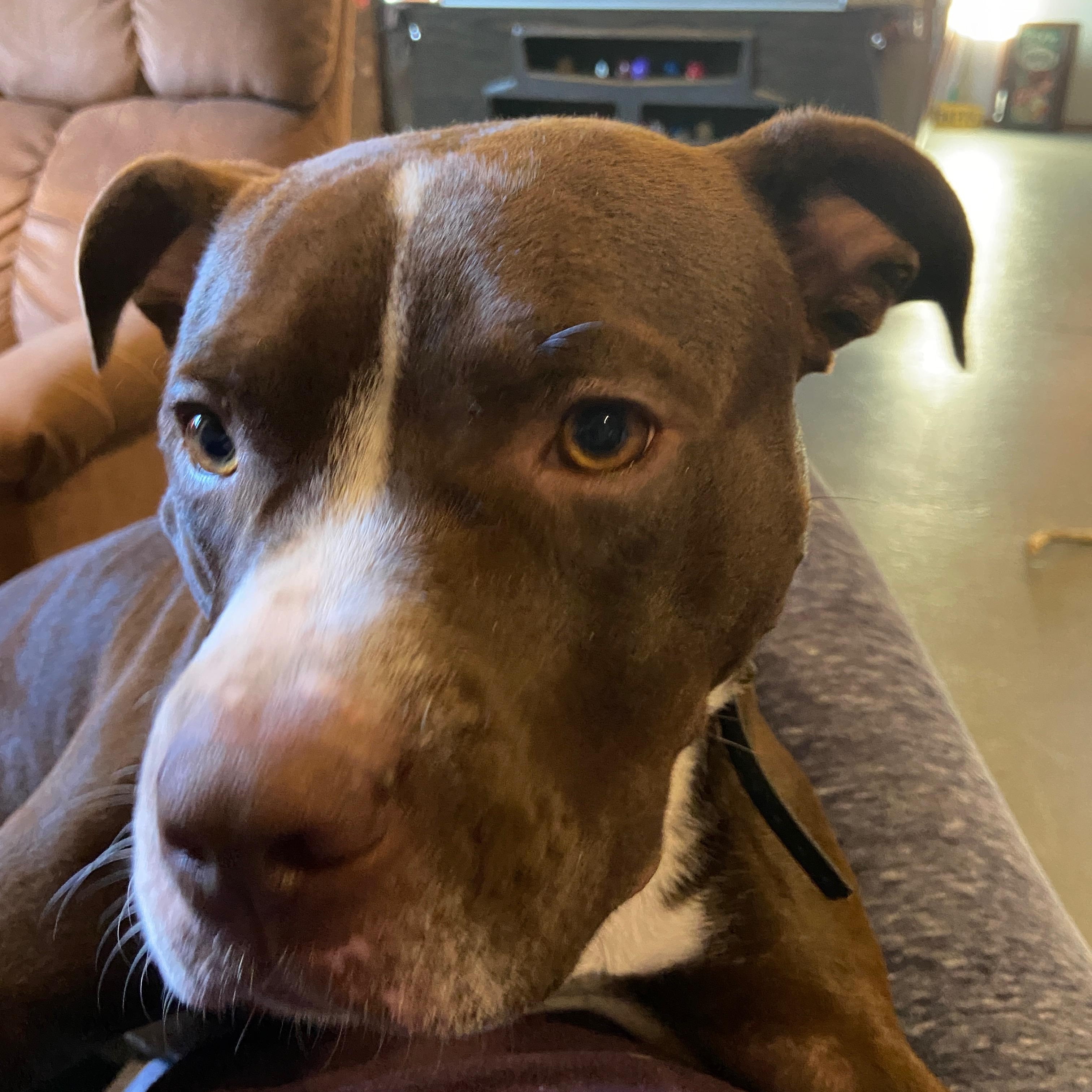 Enlarge Gupie, an adopted mixed breed in Nesquehoning, PA image 3/4