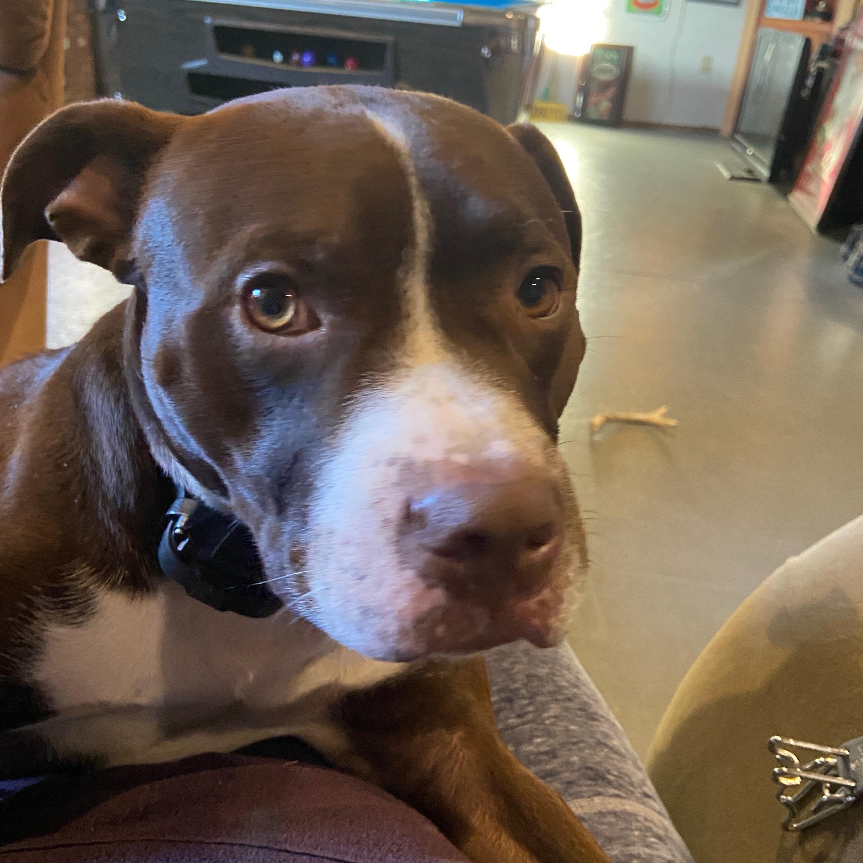 Enlarge Gupie, an adopted mixed breed in Nesquehoning, PA image 4/4