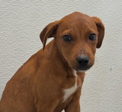 Enlarge Pup Dulce, a Adoptable mixed breed in Washington, DC image 2/4