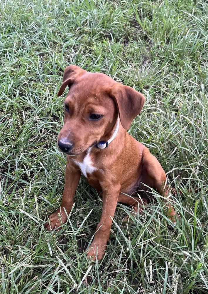 Enlarge Pup Dulce, a Adoptable mixed breed in Washington, DC image 3/4