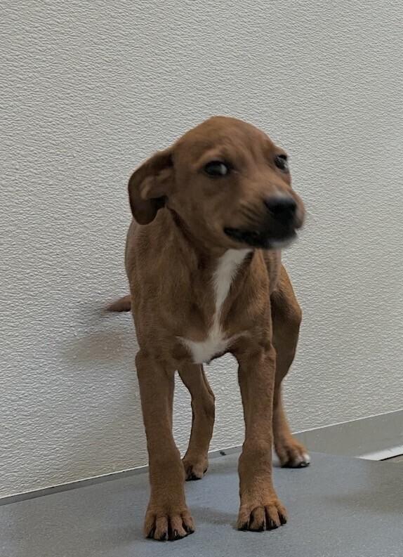 Enlarge Pup Dulce, a Adoptable mixed breed in Washington, DC image 4/4