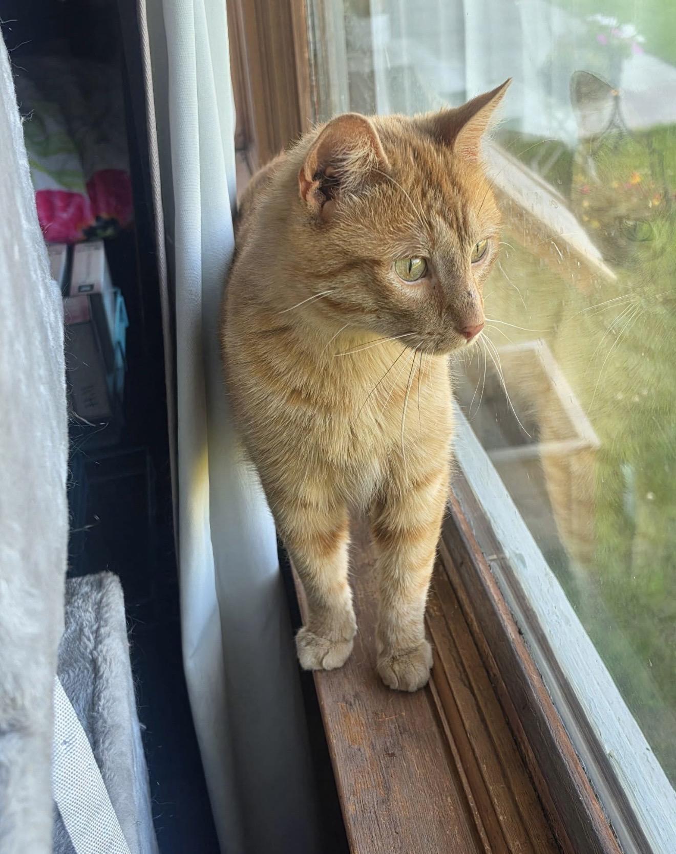Meowvin, adopted, Young Male Domestic Short Hair.
