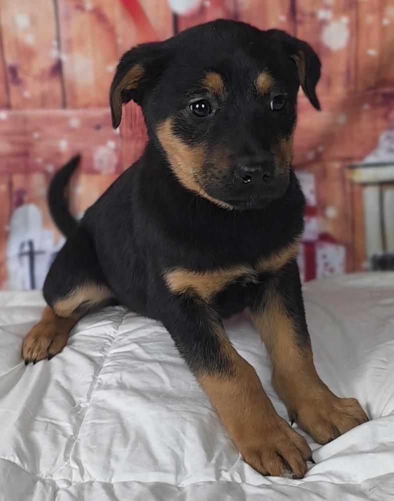 Inferno Pack - Solis, Adoptable, Puppy Female Rottweiler & German Shepherd Dog.