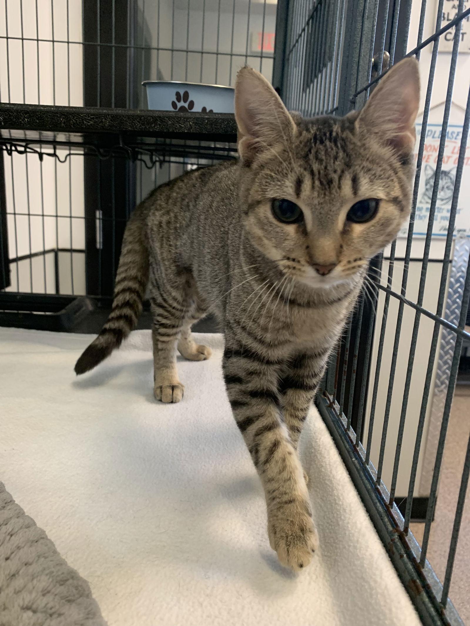 Yoda, Adoptable, Kitten Female Domestic Short Hair.