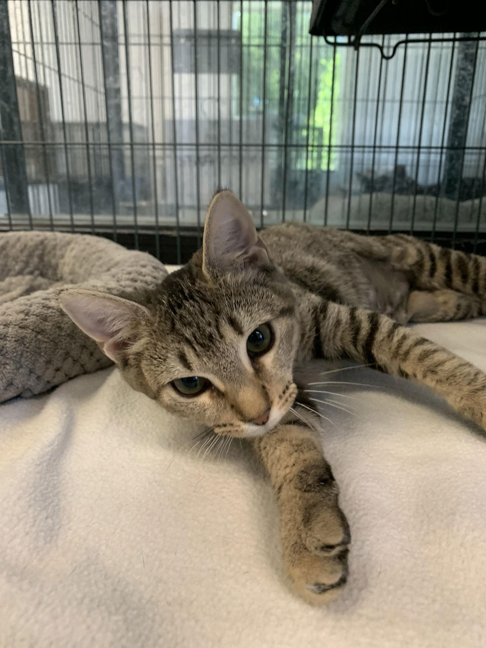 Yoda, a Adoptable Domestic Short Hair image 2/3