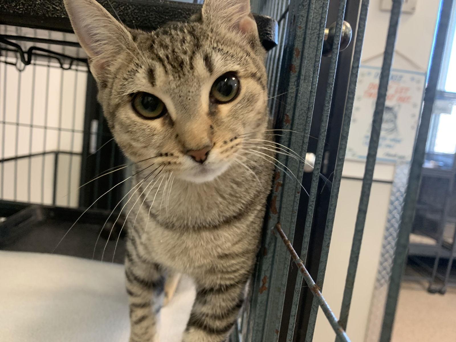 Yoda, a Adoptable Domestic Short Hair image 3/3