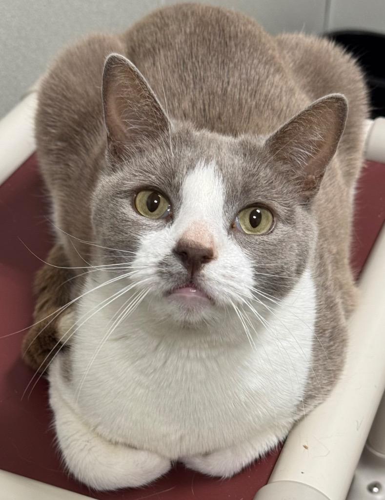 Smokey, Adoptable, Adult Male Domestic Short Hair.