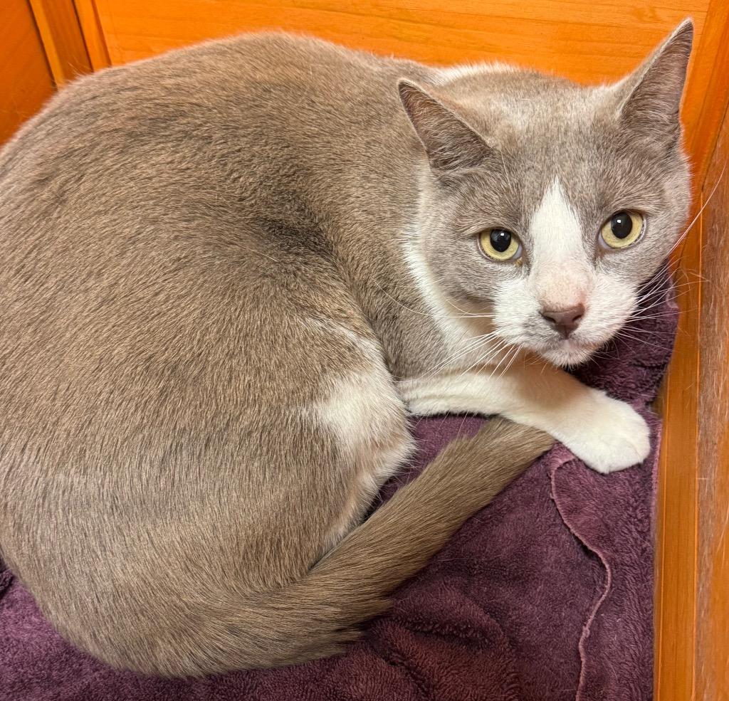 Enlarge Smokey, a Adoptable mixed breed in Ferndale, NY image 1/1