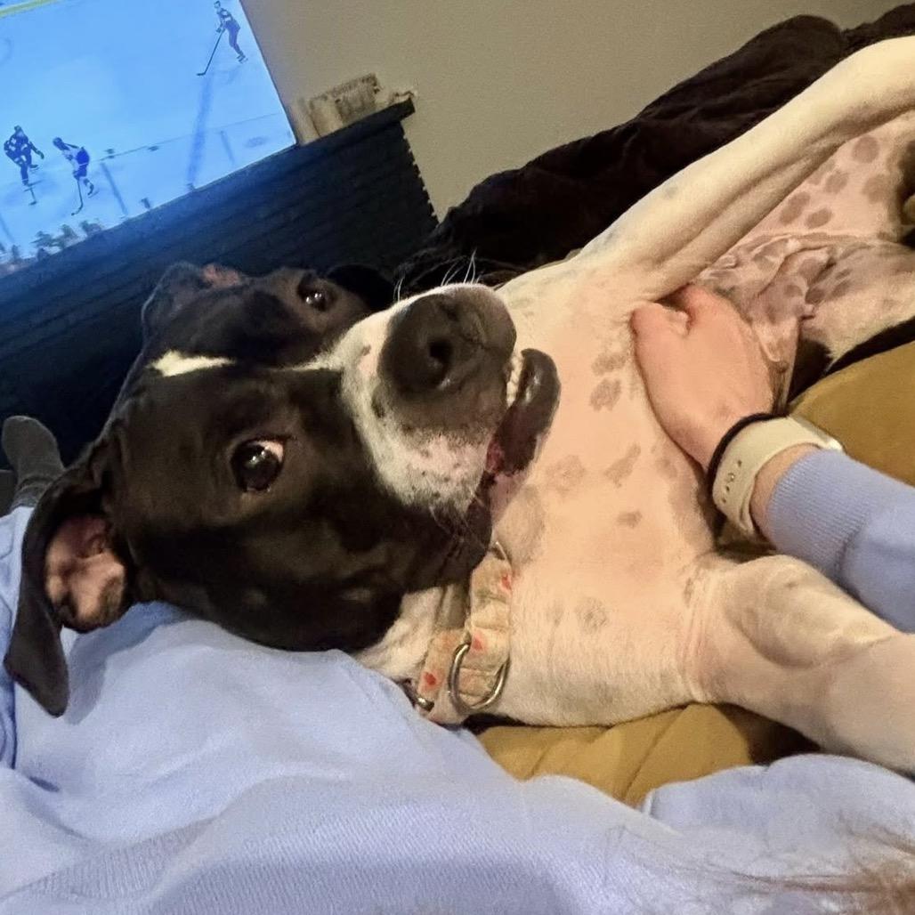 Stahli, Adoptable, Adult Female Boxer & Boston Terrier.