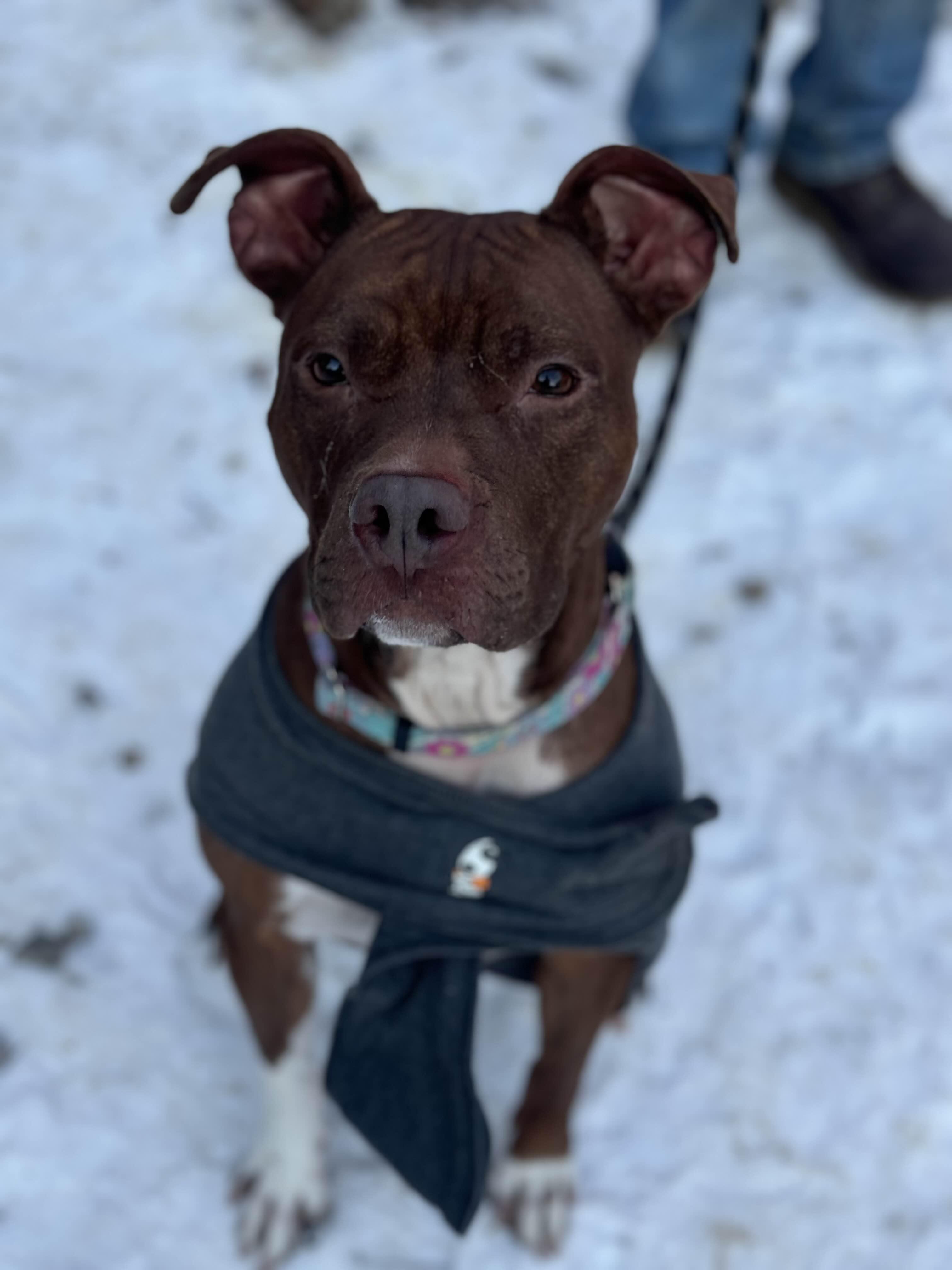 Enlarge Penny, a Adoptable mixed breed in Hampton Bays, NY image 1/4