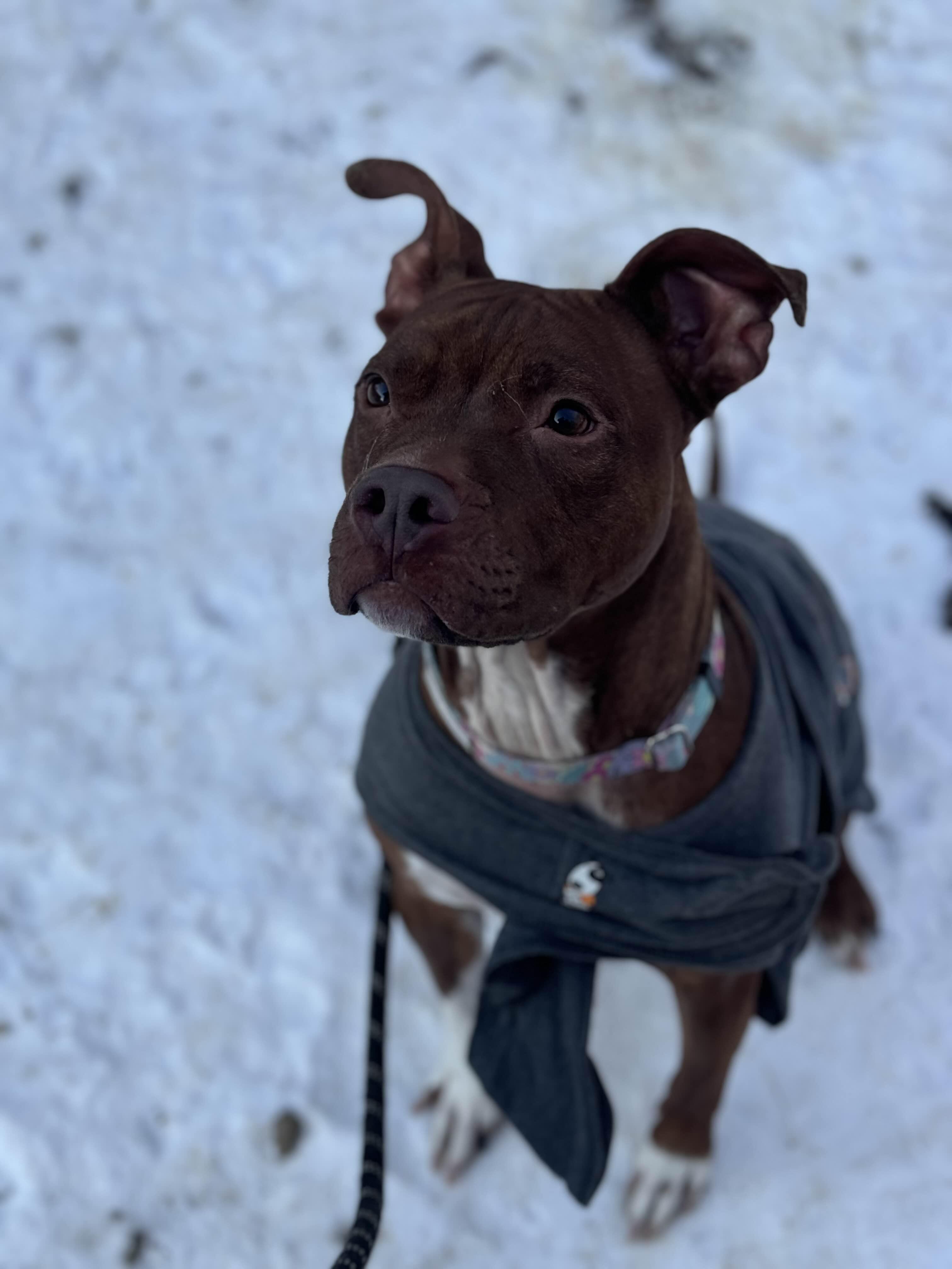 Enlarge Penny, a Adoptable mixed breed in Hampton Bays, NY image 2/4