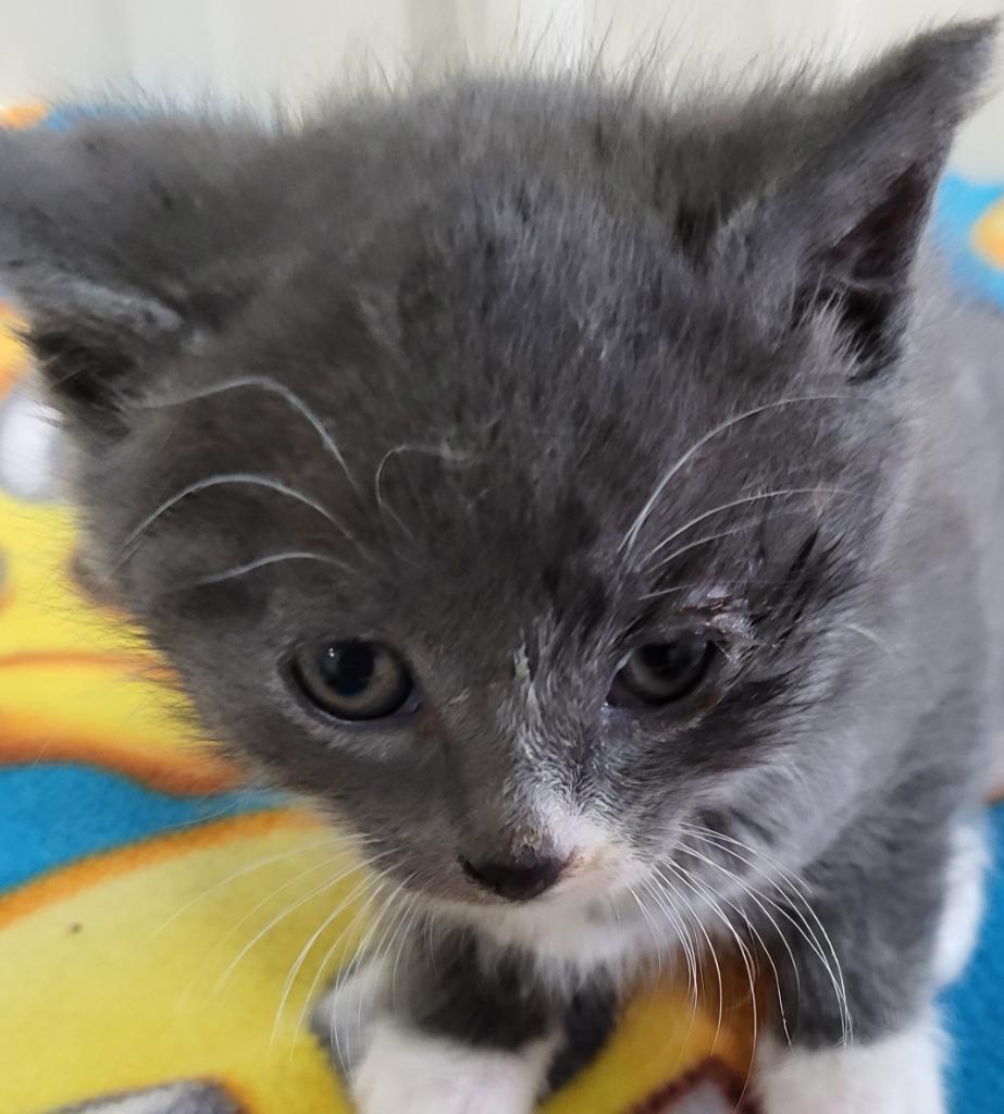 Enid..., Adopted, Kitten Female Domestic Short Hair.