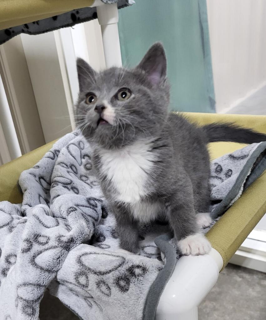 Enid..., a Adopted mixed breed in Medford, WI image 2/2
