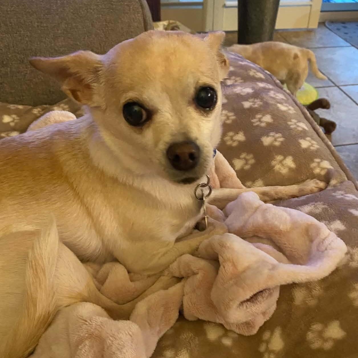 Enlarge Kyle, a Adopted Chihuahua in Marana, AZ image 2/5