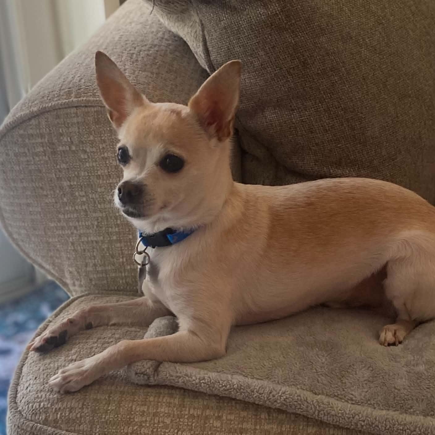 Enlarge Kyle, a Adopted Chihuahua in Marana, AZ image 4/5