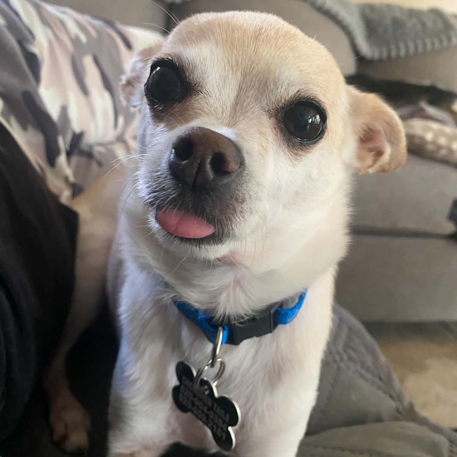 Enlarge Kyle, a Adopted Chihuahua in Marana, AZ image 3/5