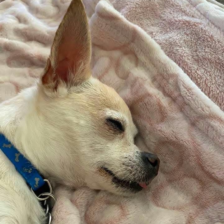Enlarge Kyle, a Adopted Chihuahua in Marana, AZ image 5/5