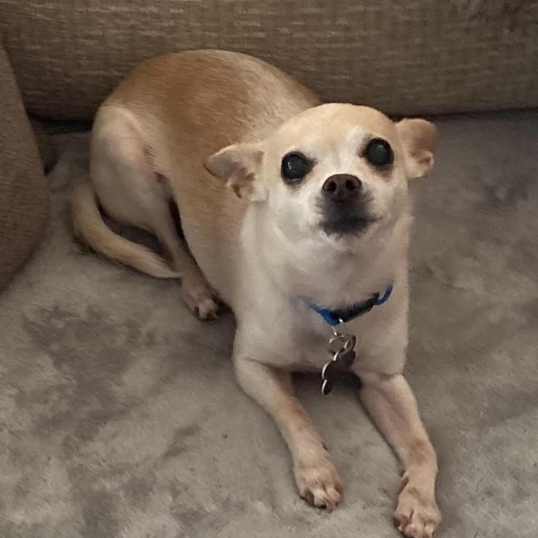 Enlarge Kyle, a Adopted Chihuahua in Marana, AZ image 1/5
