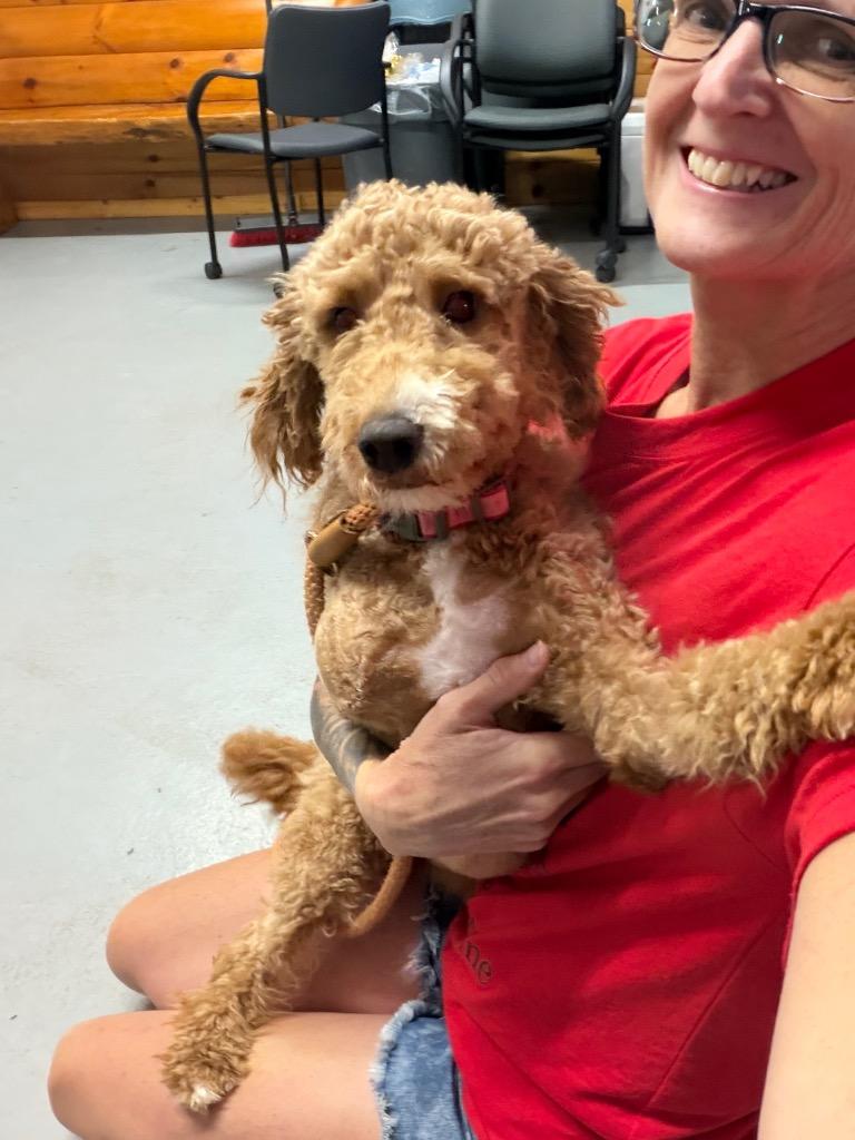 Skye, Adoptable, Young Female Poodle.
